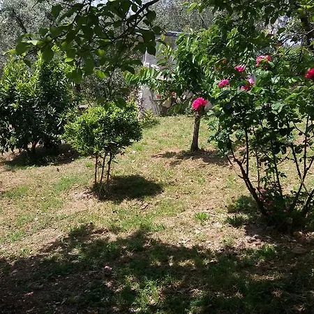 L'uliveto Montebuono (Lazio)